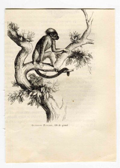 Monkey