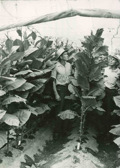 Agriculture - American Vintage Photograph 