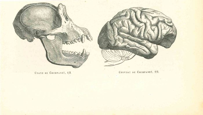 The Skull
