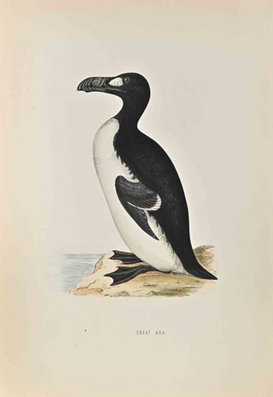 Great Auk