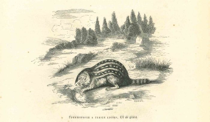 Spermophilus