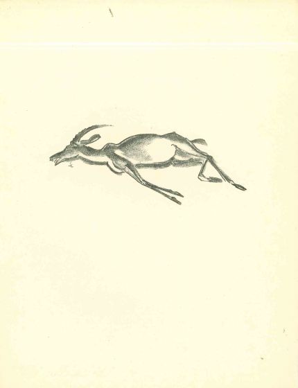 Deer