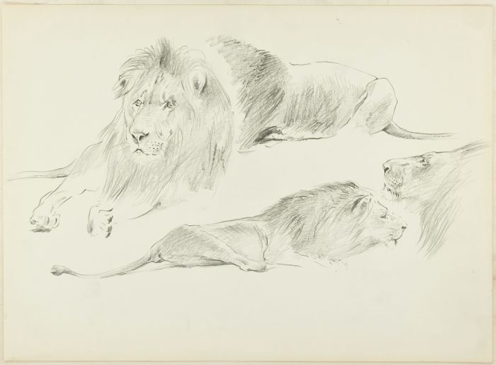 Study of Lions