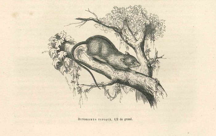 The Mouse