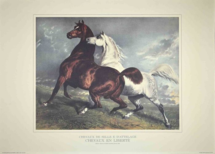 Chevaux en Liberté