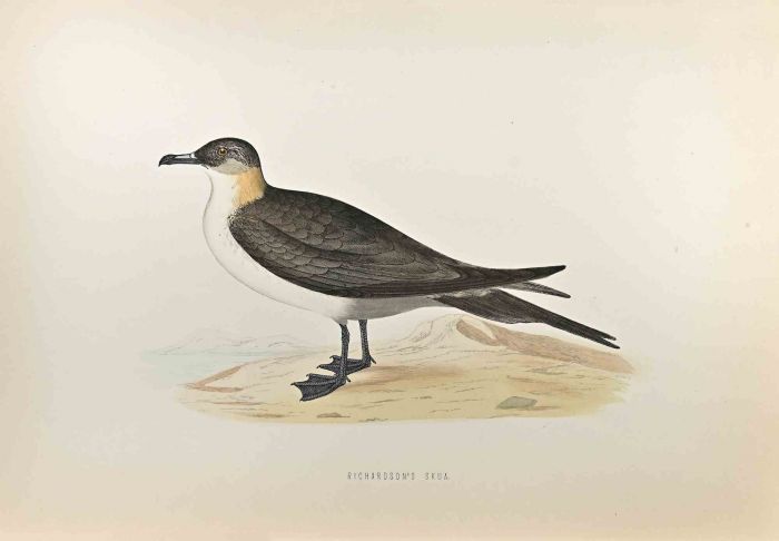 Richardson's Skua