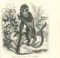 The Monkey