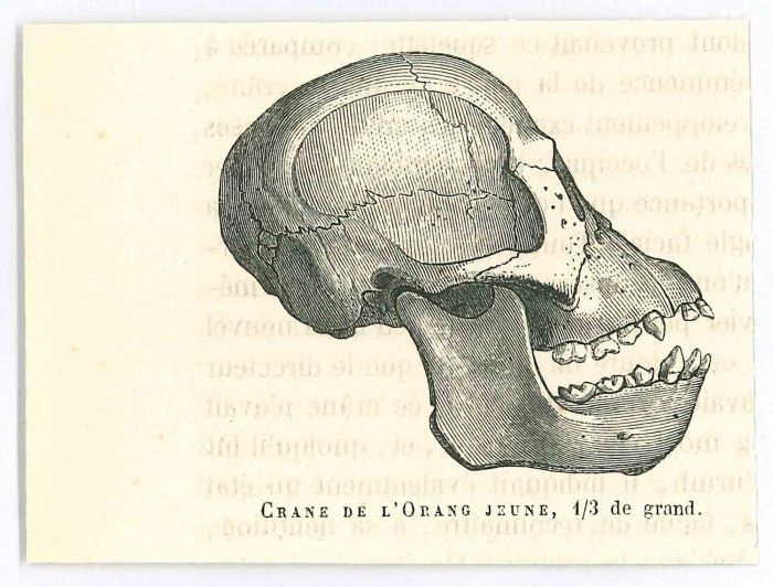 The Skull 