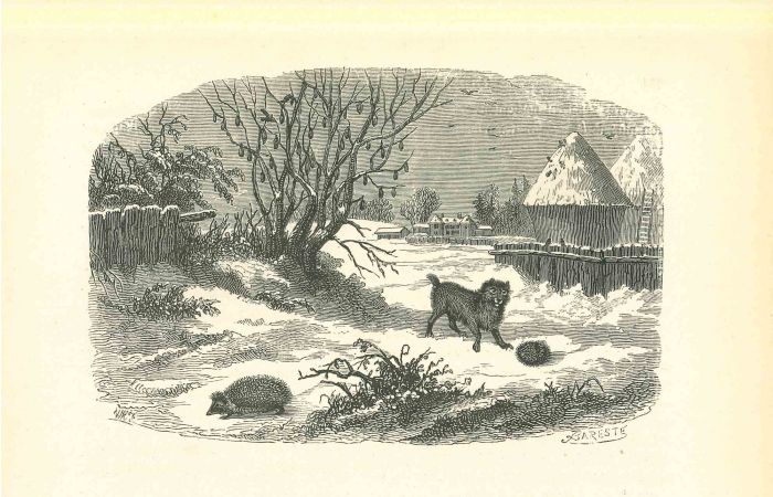 The Hedgehog and Dog In Winter Of  Village