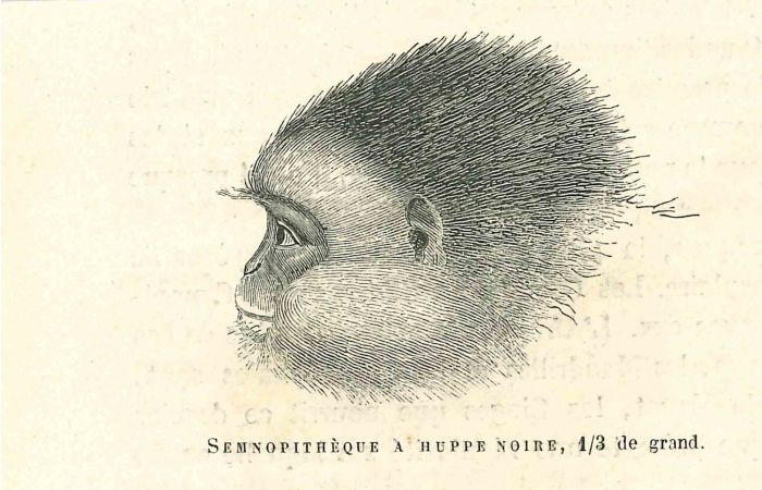 The Monkey