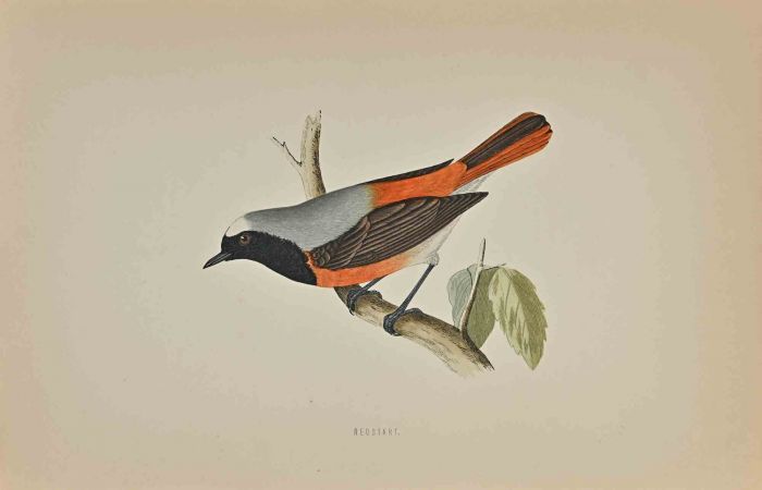 Redstart