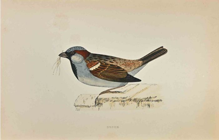 Sparrow
