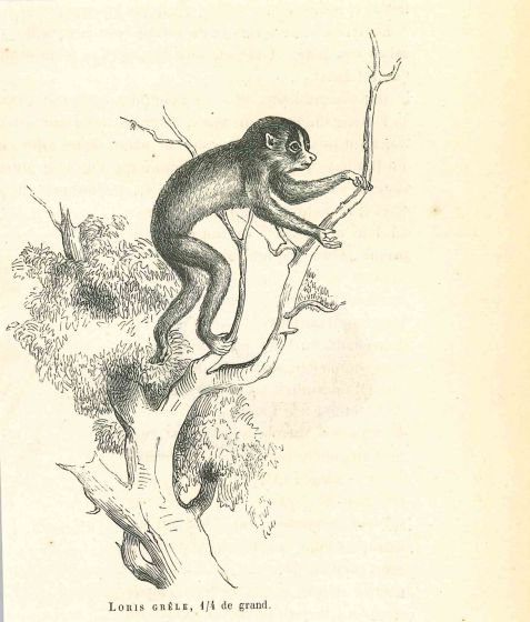 The Monkey
