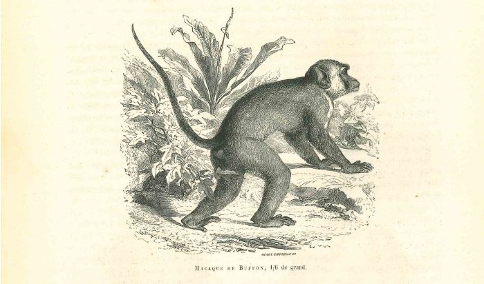The Monkey