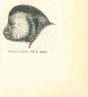 The Monkey