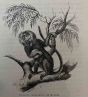 The Monkey