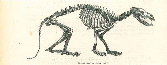 The Skeleton
