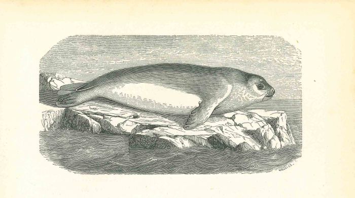 The Seal