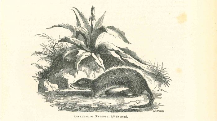 Cane Rat
