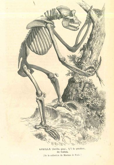 The Skeleton