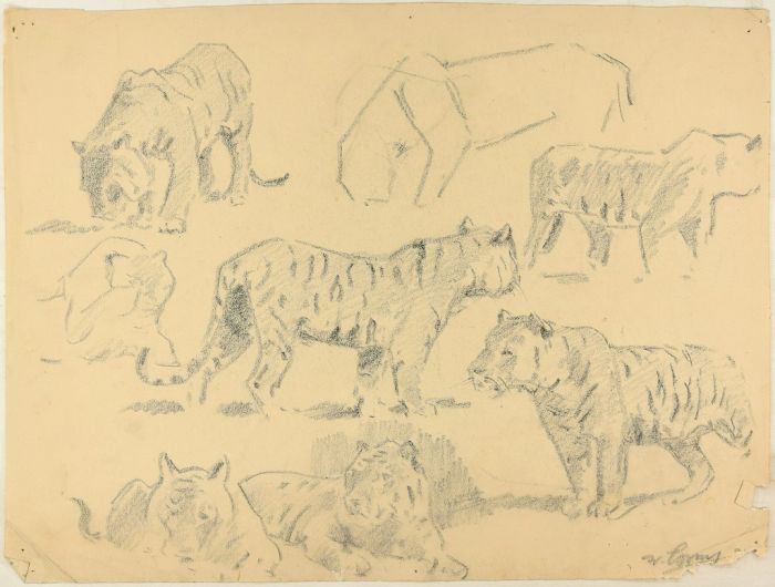 Studies of Tigers by Wilhelm Lorenz - Modern Artwork