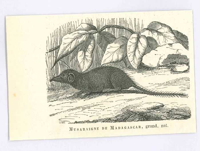 The Mouse of Madagascar