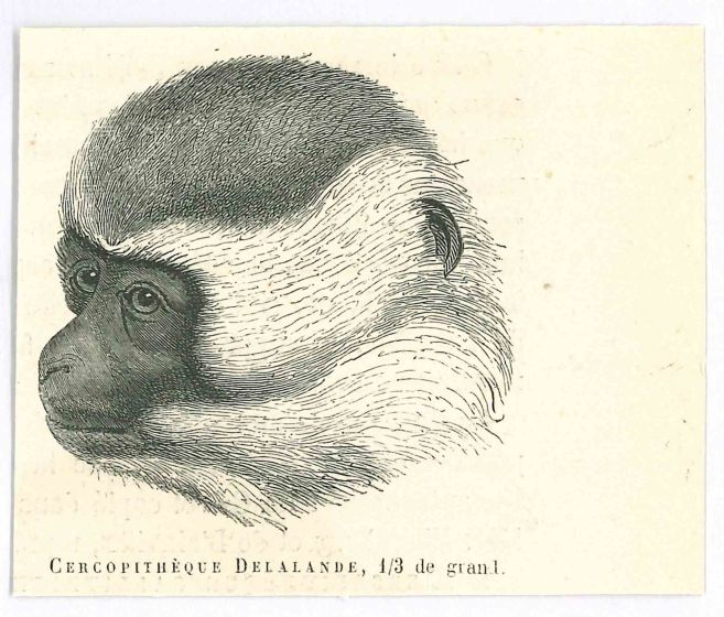 The Monkey
