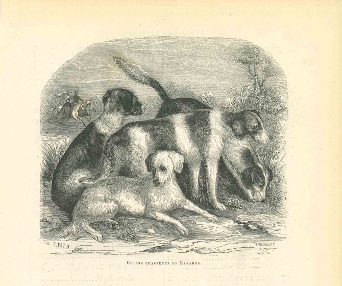 The Dogs