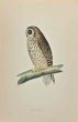 Short-Eared Owl
