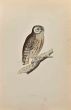 Little Owl
