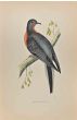 Passenger Pigeon