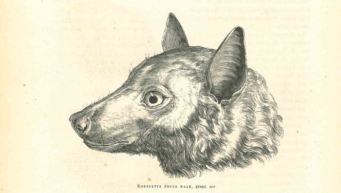 The Wolf