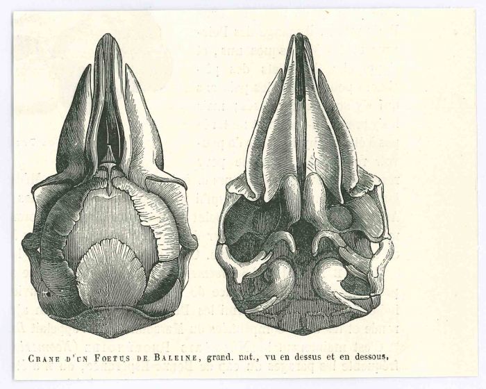 The Skull