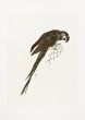 The Parrot by Raymond Brudieux - Modern Artwork