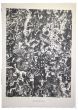 Les fruit de la terre is an original lithograph on watermarked paper "Arc". Abstract composition by the French artist Jean Dubuffet. From the album of "Theatre du sol" (1953-1959). In excellent conditions.