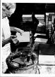 Bookbinder - American Vintage Photograph