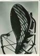 Averaging Weather- American Vintage Photograph