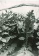 Agriculture - American Vintage Photograph 
