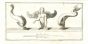 Ancient Roman Fish and Angel From Hercolaneum - Vincenzo Campana - Old Masters
