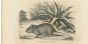 The Mouse