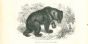 Paul Gervais - Alpine Bear - Modern Art