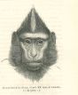 The Gorilla