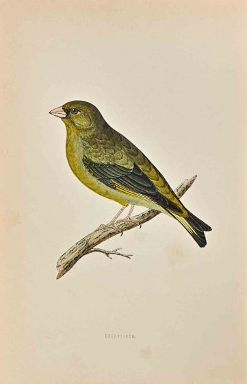Greenfinch