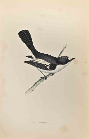 Pied Flycatcher