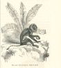 The Monkey