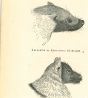 The Wolf And The  Mouse