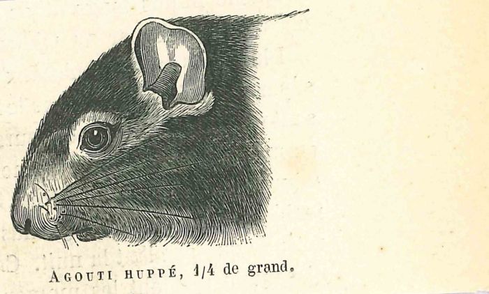 The Mouse