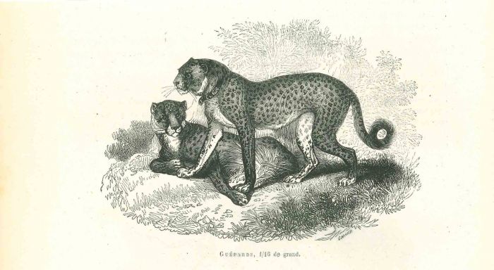Cheetah