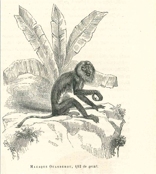 The Monkey