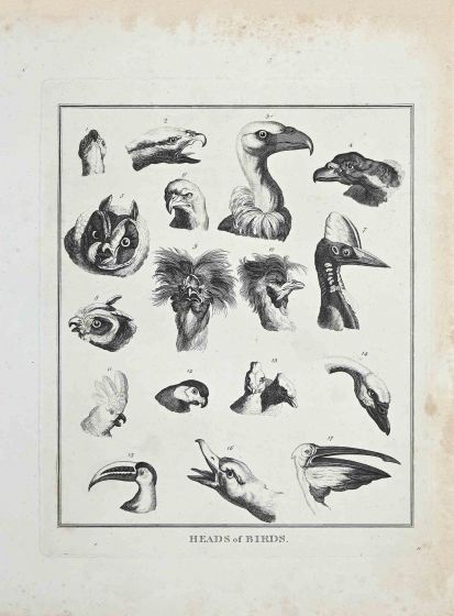 Heads of Birds - Johann Caspar Lavater and Thomas Holloway - Old Master Artwork